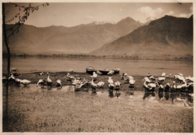 Lake (Nissam Bagh) with birds