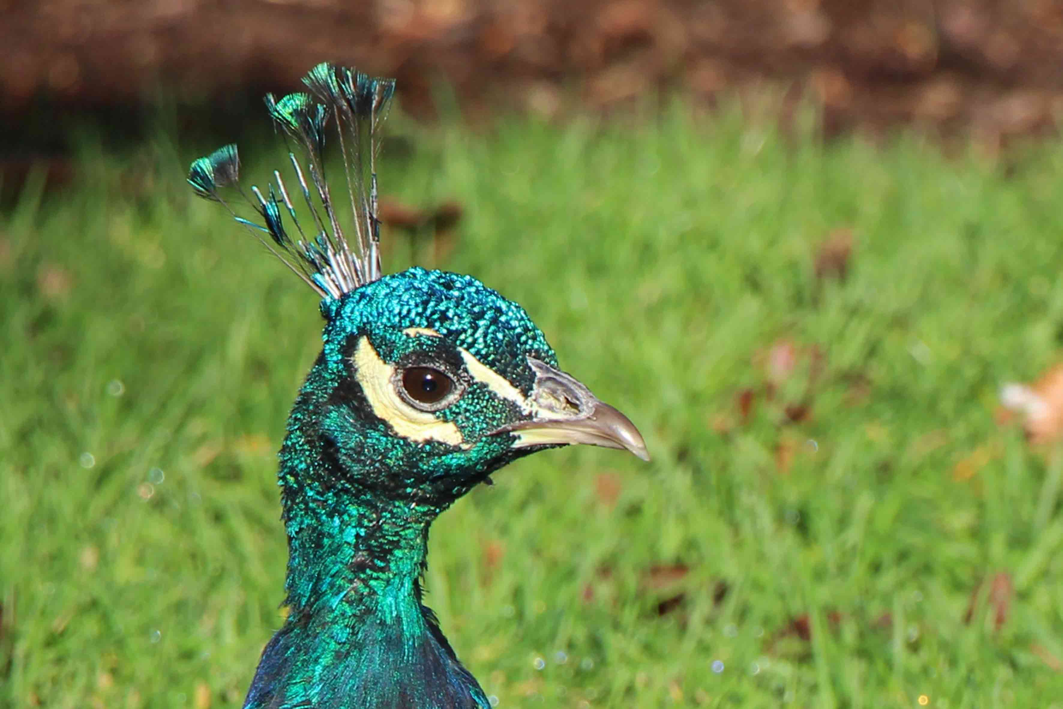Peacock Blair Athol
