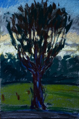 Pollarded Tree, Ruffec
19.5 x 28.5 cm, Pastel on Paper