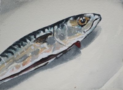 Mackrel
14 x 19 cm, Watercolour Mackrel
14 x 19 cm, Watercolour