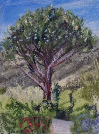 Pine tree,
Lamalou-les-Bains, Languedoc
Pastel on Paper, 2023, 23cm x 31cm