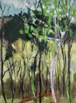 Buddling forest, Languedoc
Pastel on Paper, 2023, 23cm x 31cm