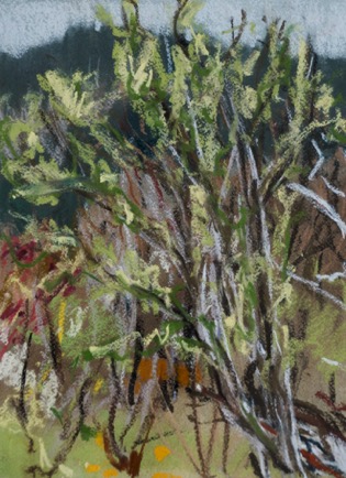 Buddling forest, Languedoc
Pastel on Paper, 2023, 23cm x 31cm