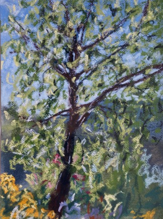 Fuddling tree, 
Lamalou-les-Bains, Languedoc
Pastel on Paper, 2023, 23cm x 31cm