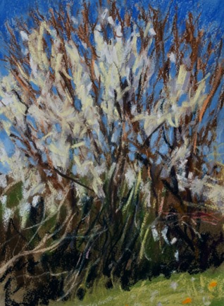 Thorn Blossom 
Charente 
Pastel on Paper, 2022, 23cm x 31cm
