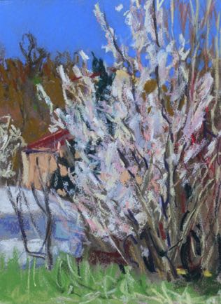 Blossom on Rué de Parc
23cm x 31cm, Pastel on Paper