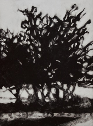 Thicket of Acasia Trees
 7"x 9 1/2", Mono-Print