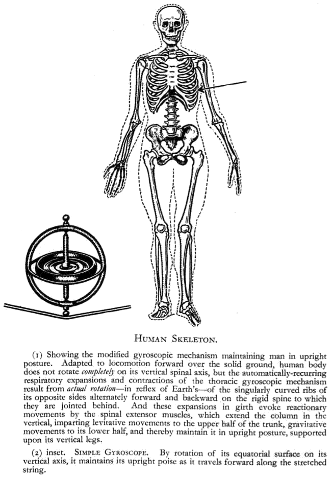 Human skeleton and toy gyroscope
