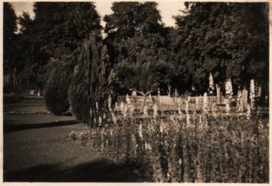 Flowers in Shalimar Gardens