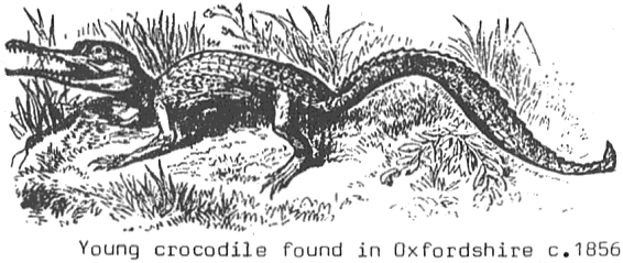 Young crocodile found in Oxfordshire c. 1856