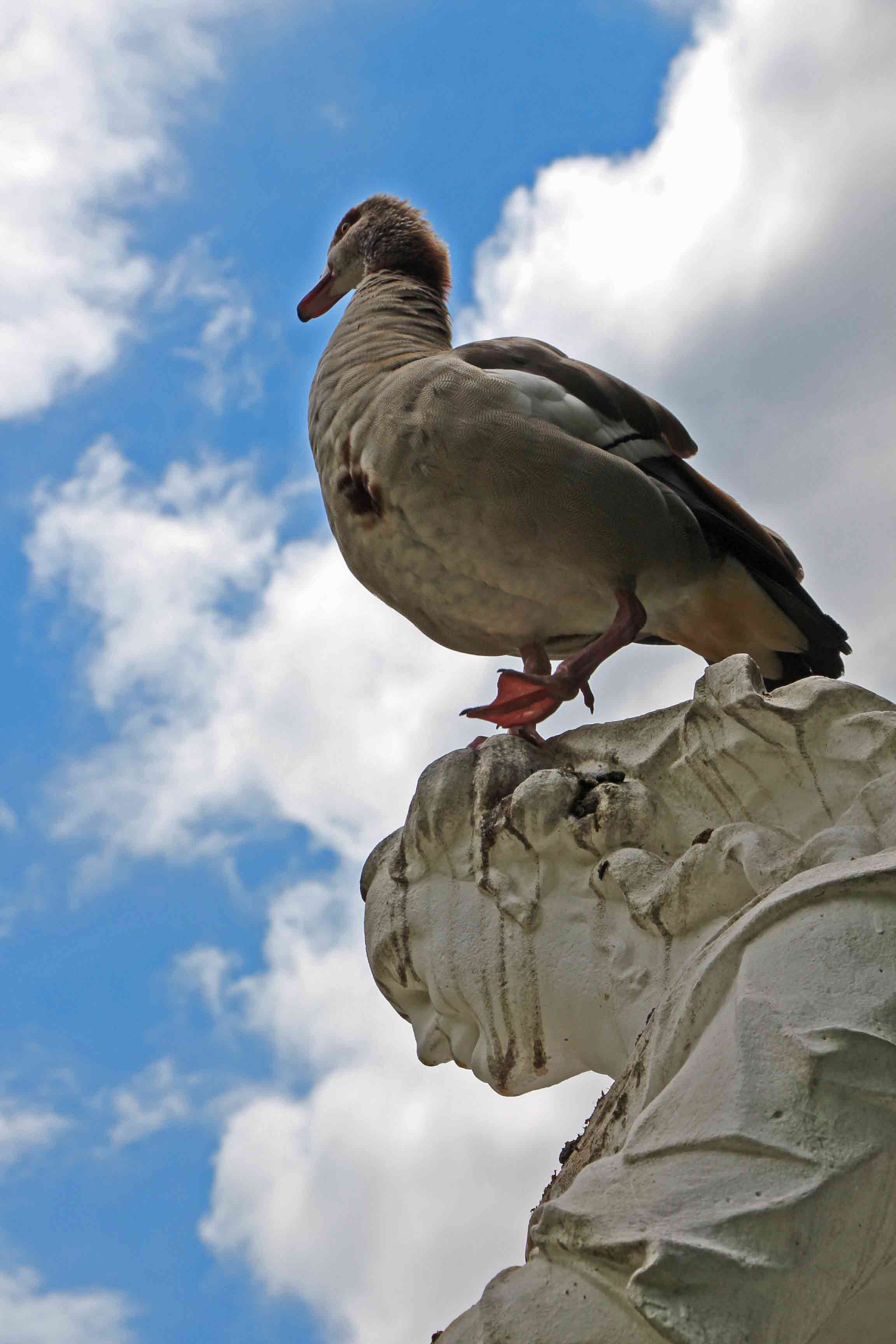 Goose Palastgarten