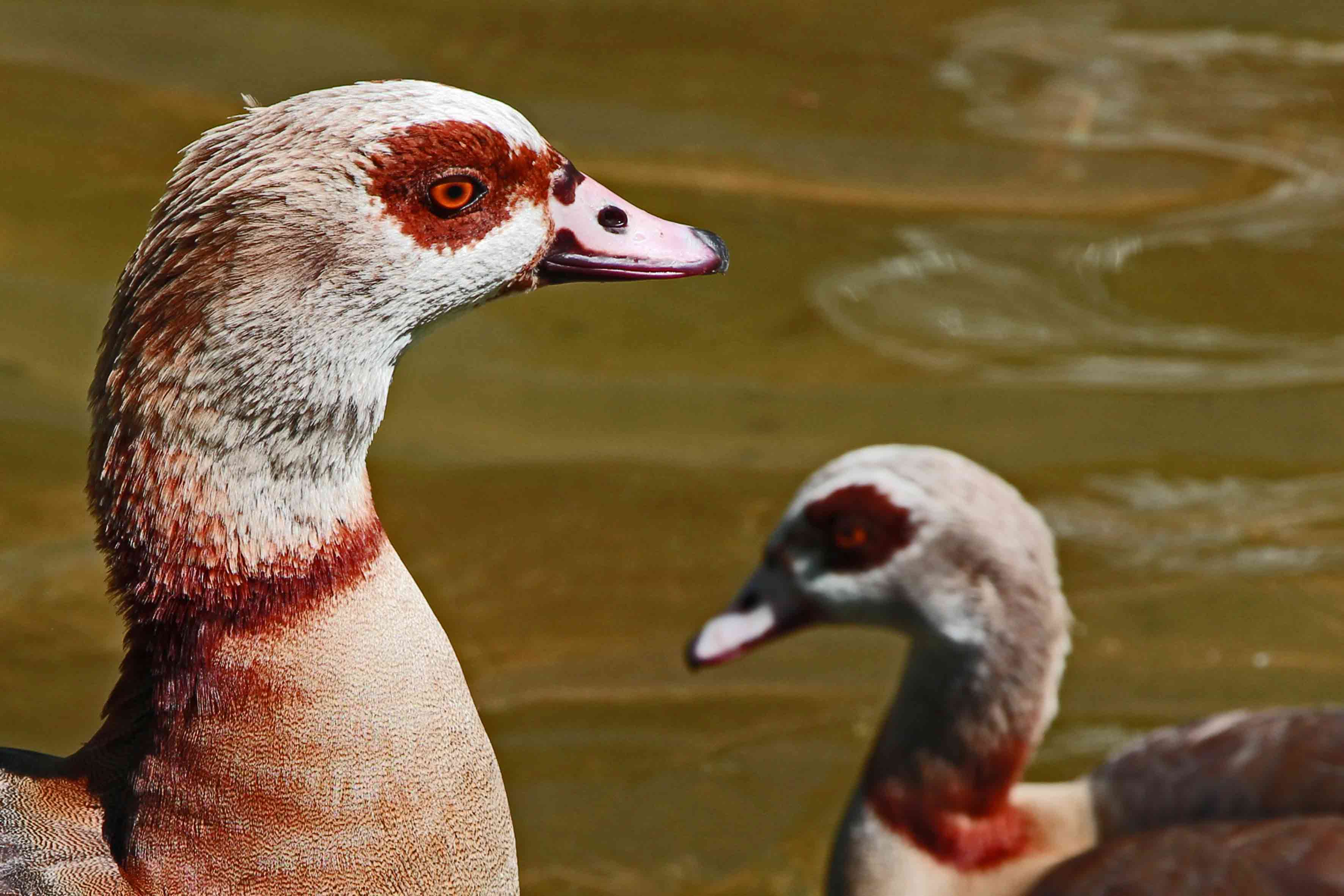 Geese Palastgarten