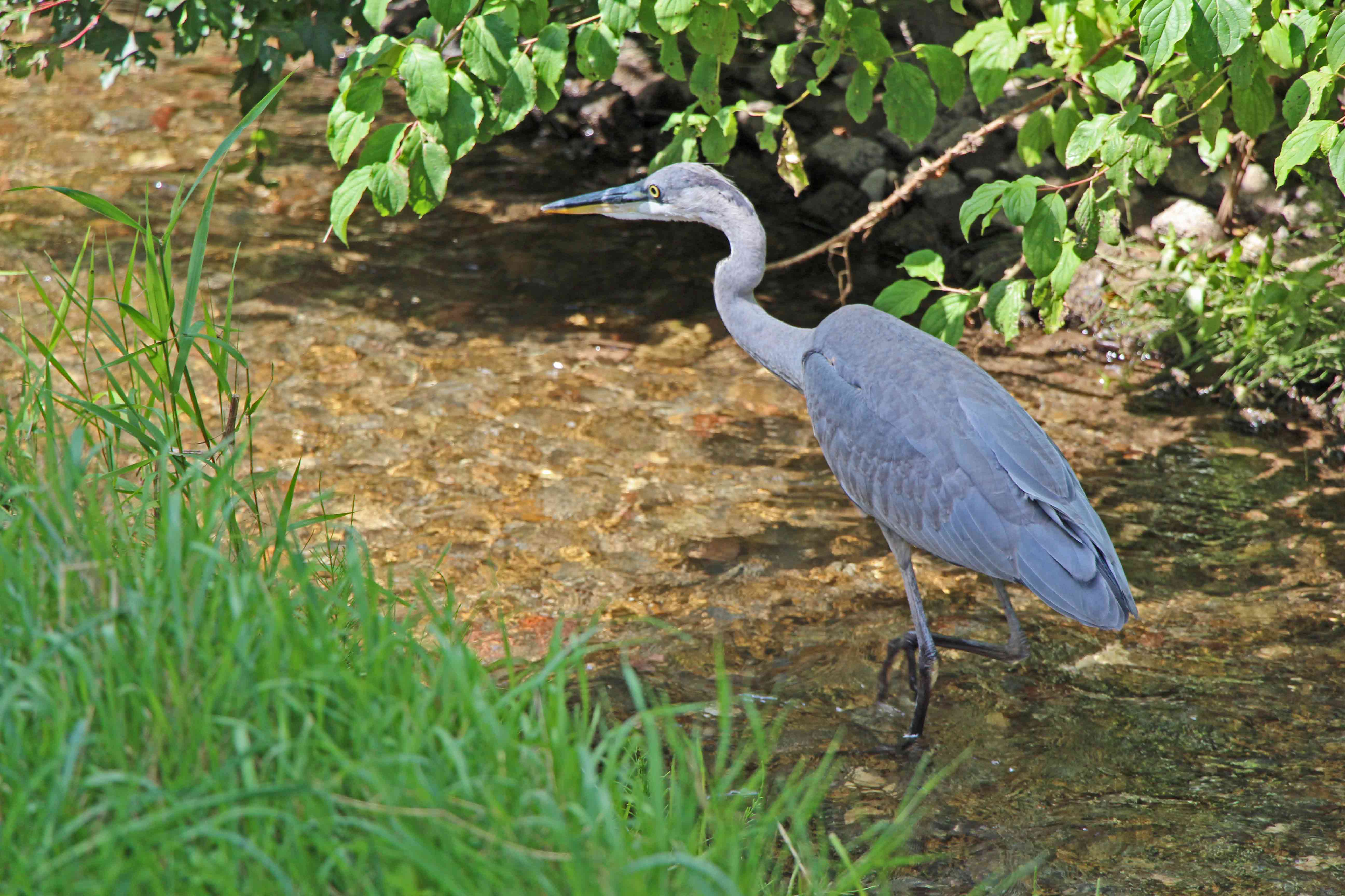 Heron