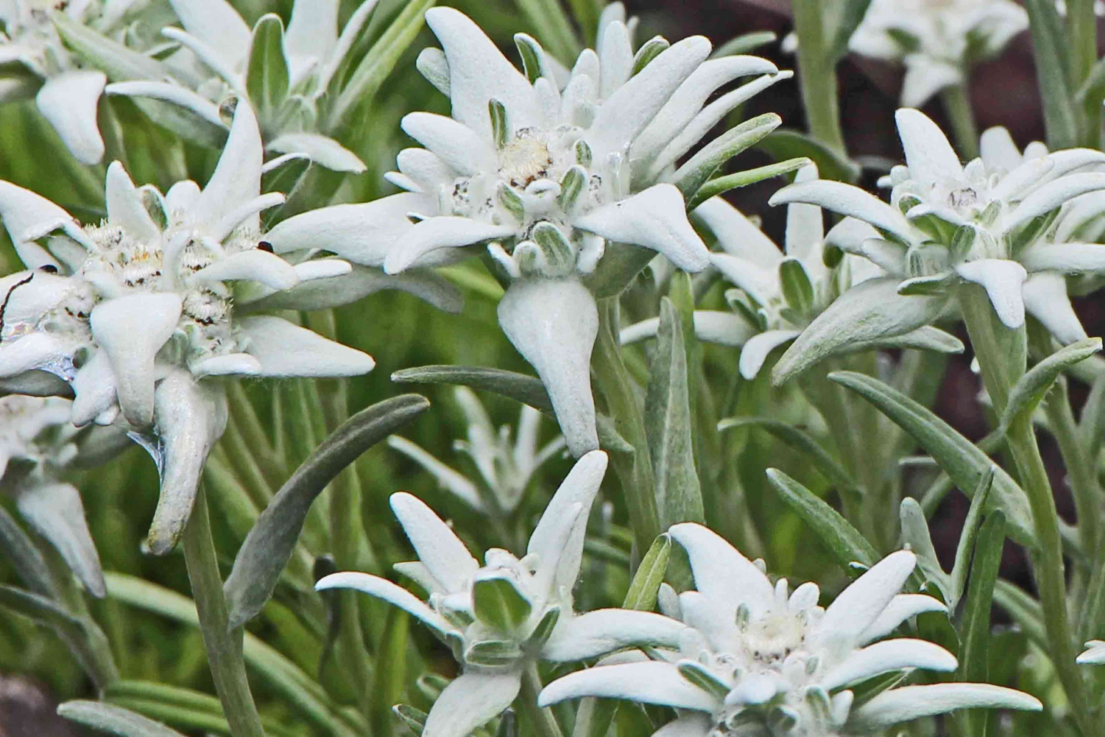 edelweiss