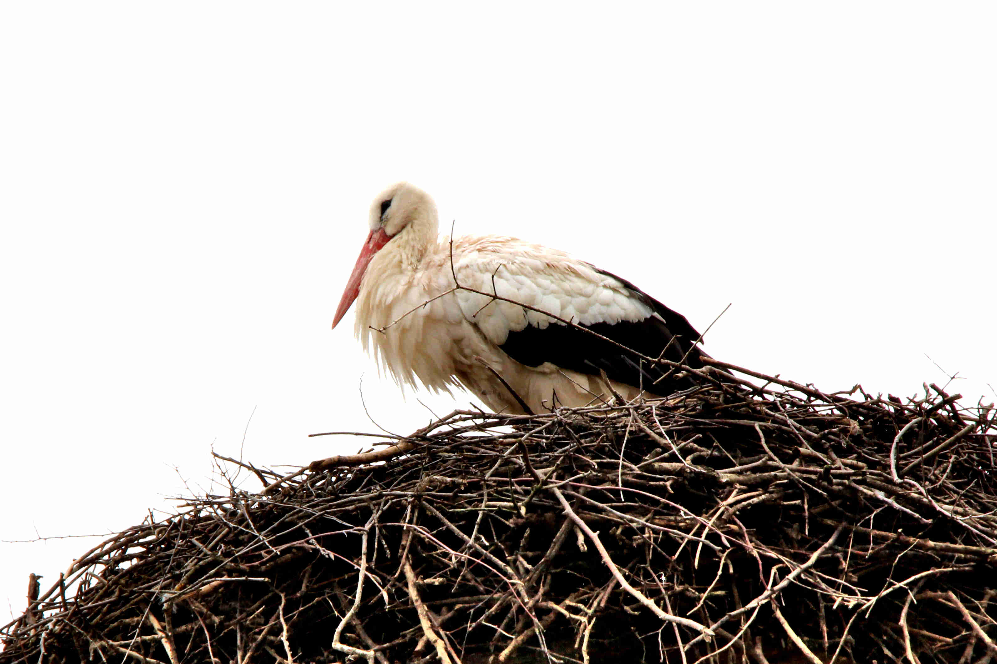 stork