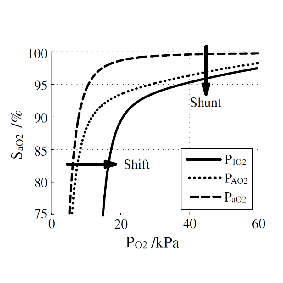 Graph demonstrating the two-compartment lung model